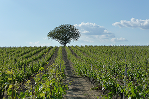 Vignes Vignes