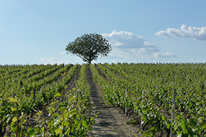 Vignes